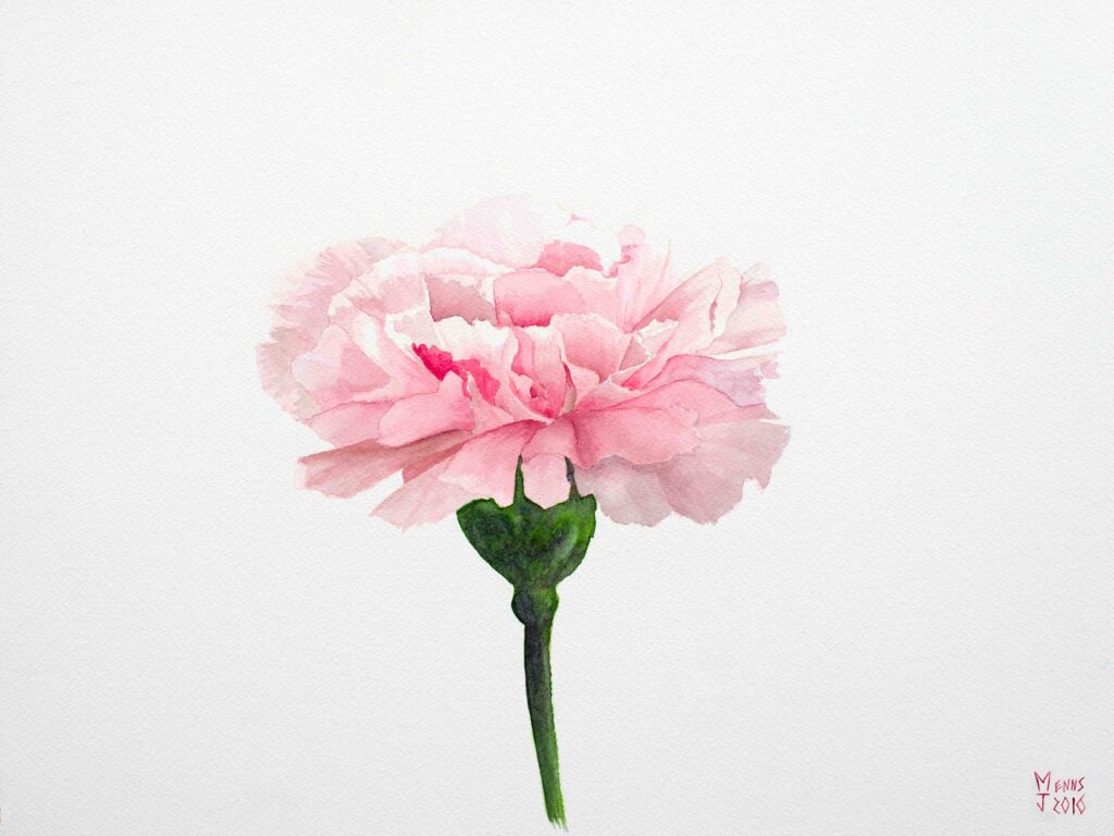 A watercolour painting of a carnation by the artist Matthew Enns