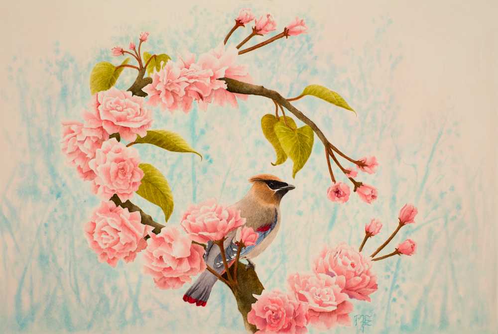waxwing cherry blossoms